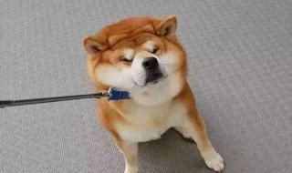 小柴犬大概多少钱